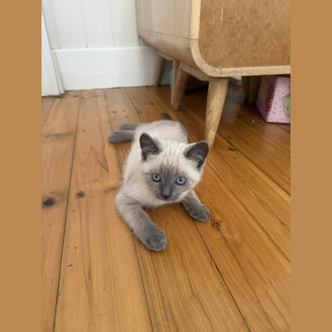 Photo of Upsy Daisy