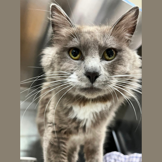 Photo of Meow Ly Cyrus