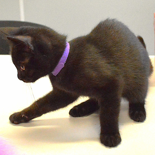 Photo of Kedi