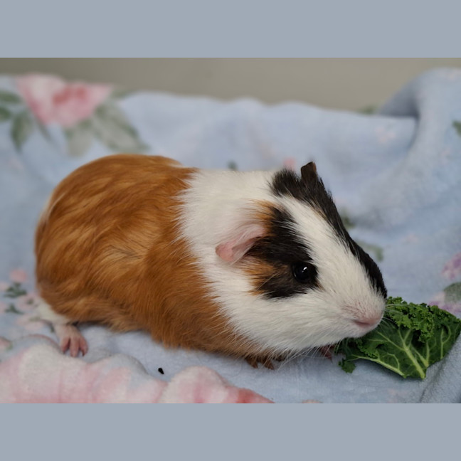 Photo of Fizz (Bonded To Fuzz)