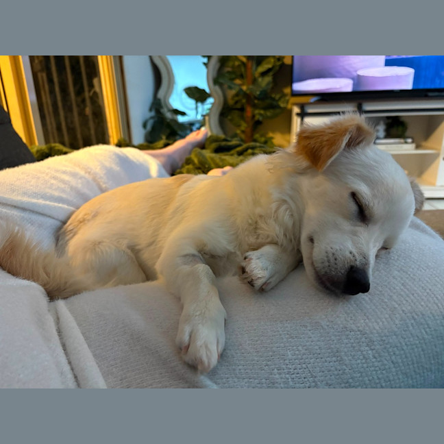 Photo of Whisky