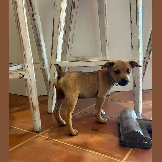 Photo of Huckleberry