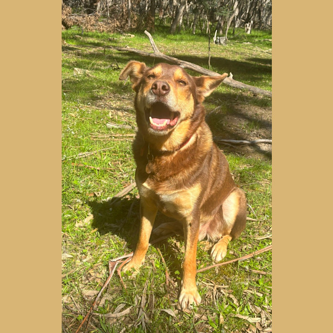 Photo of Digger