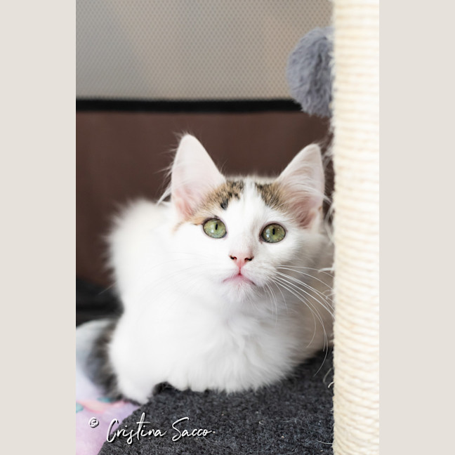 Photo of Lily