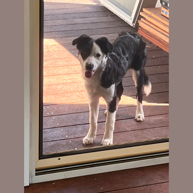 Photo of Coco   4 Month Old Border Collie