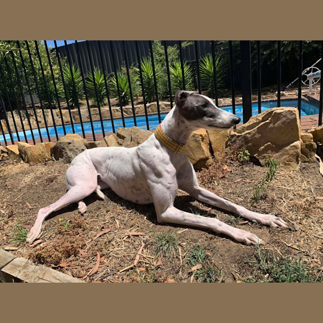 Photo of Molly, They Greyhound