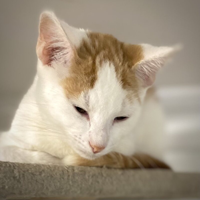 Photo of Chester