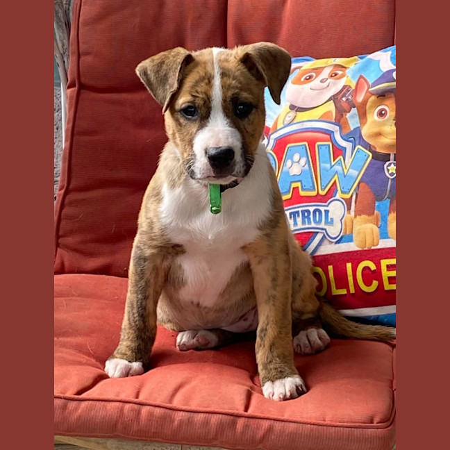 Photo of Tigger