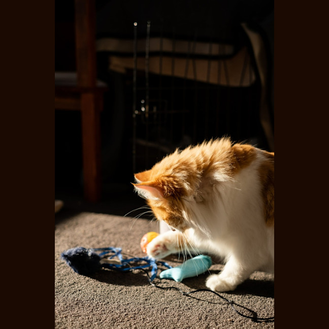 Photo of Fairy Cakes (Berry) 