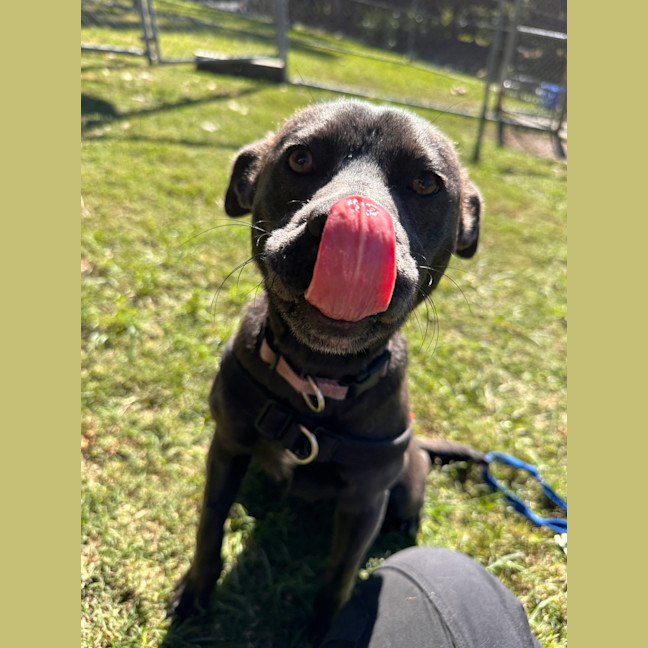 Photo of Rosie