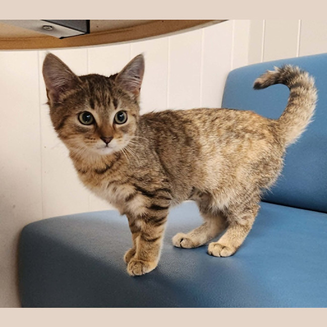 Photo of Jory (On Display At Vets On Parker, Templestowe)