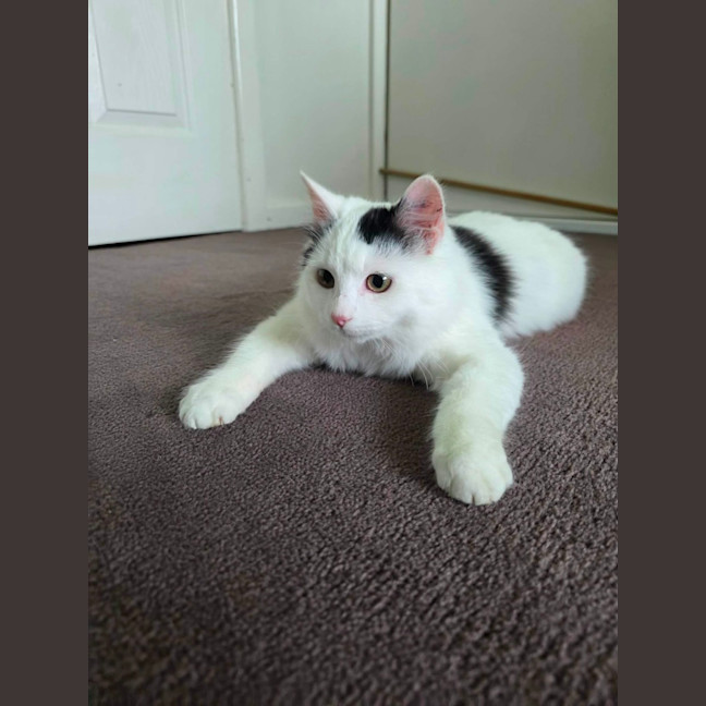 Photo of Wasabi