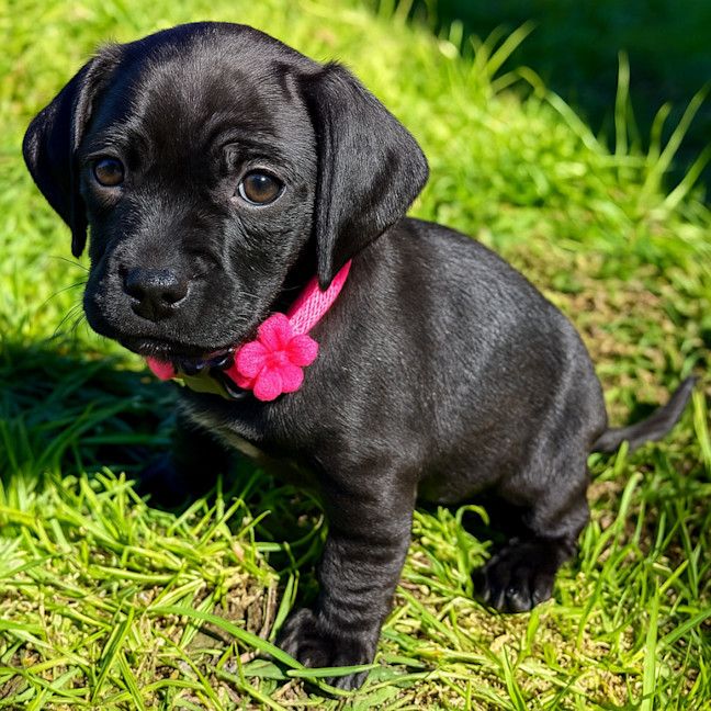 Photo of Bonnie   8 Week Old Dachshund X Pug