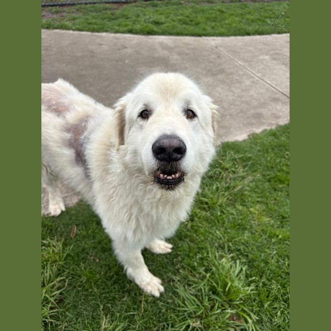 Photo of Kimba