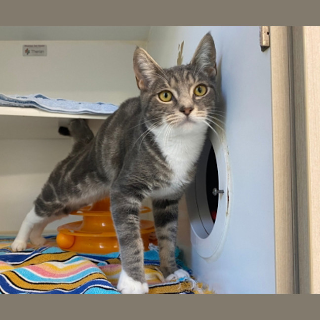 Photo of Silly Goose