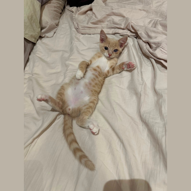 Photo of Odin