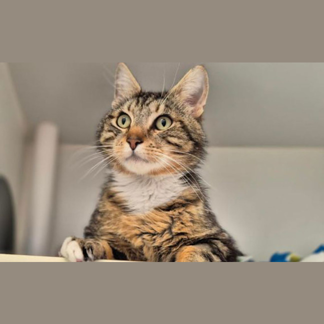 Photo of Chase