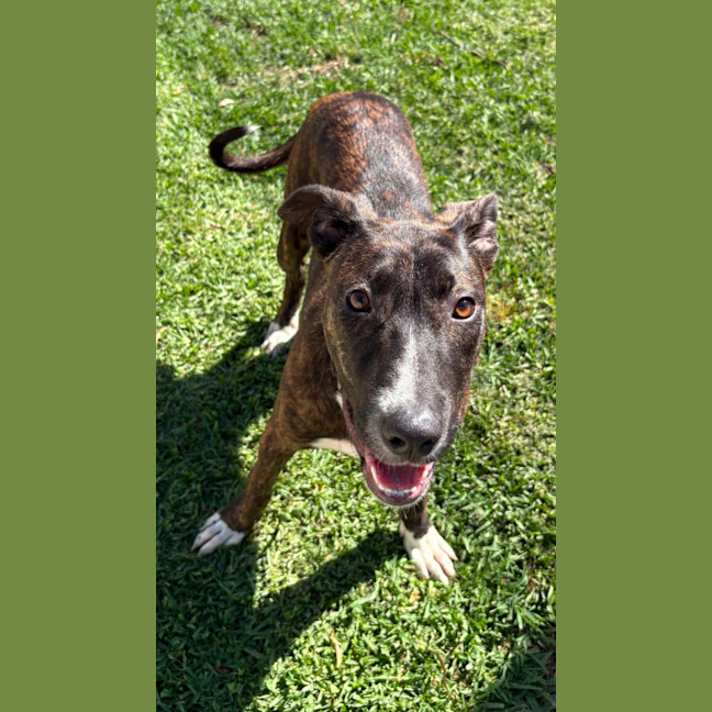 Photo of Flicka