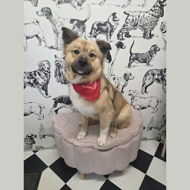 Photo of Hobbs
