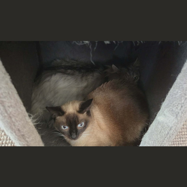 Photo of Floofy