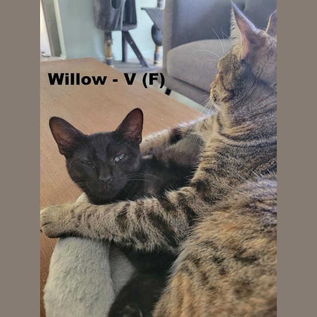Photo of Willow  V
