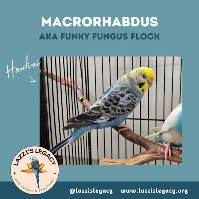 Photo of Macrohabdus (Agy, Megabacteria) Flock