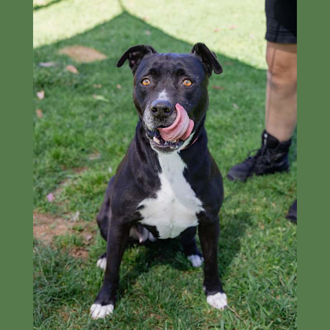Photo of Koda