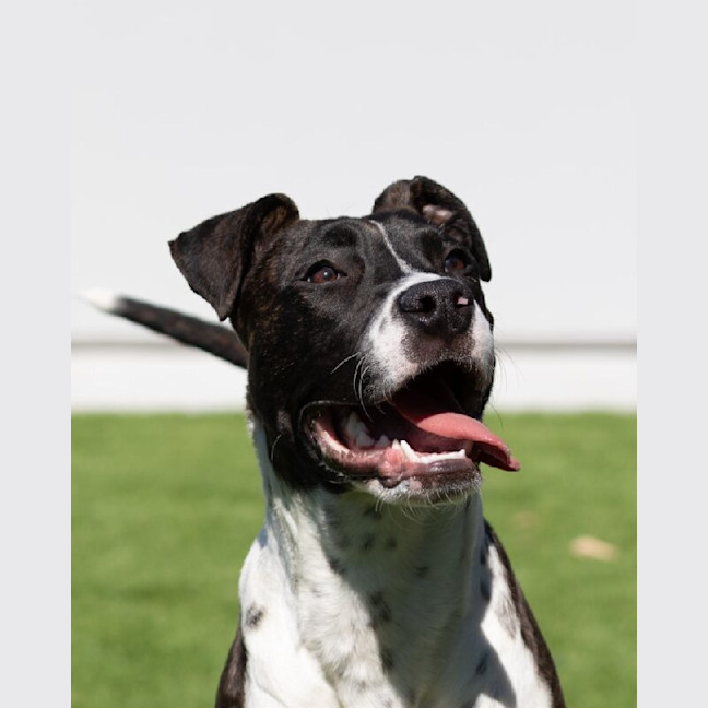 Photo of Rover