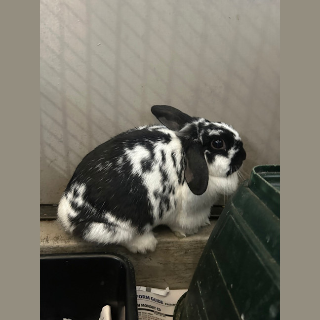 Photo of Bo 