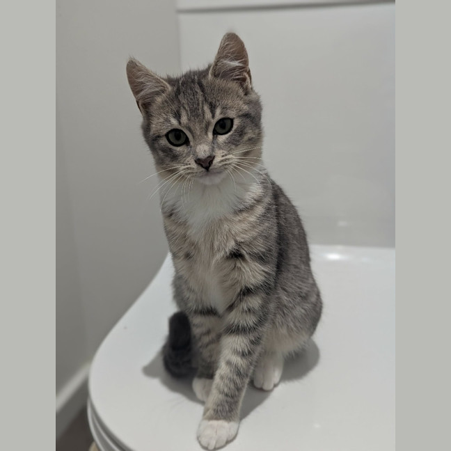 Photo of Goose