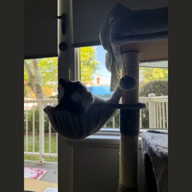 Photo of Helen* 9 Lives Project Rescue*