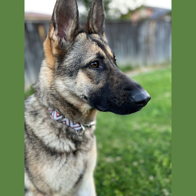 Photo of Gypsy