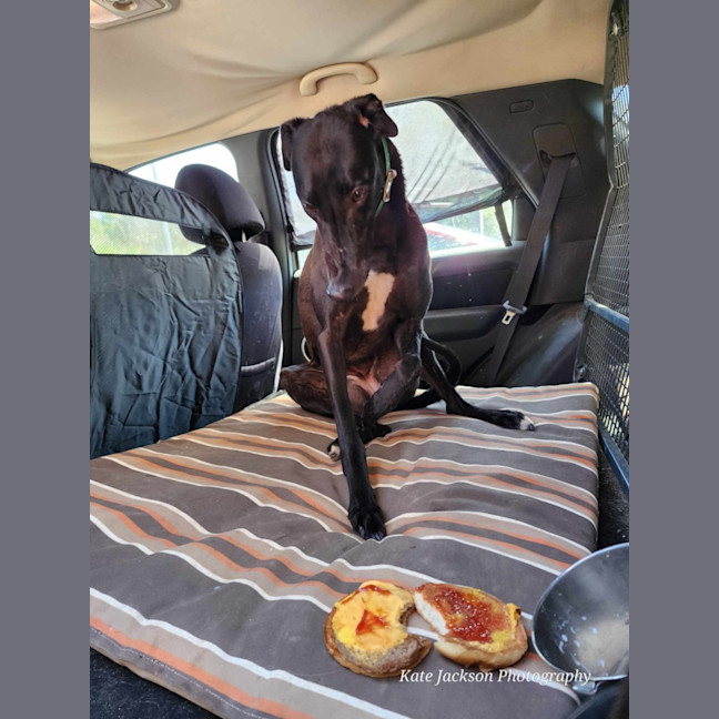 Photo of Tee. 26kg Cat Friendly