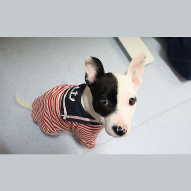 Photo of Patch 