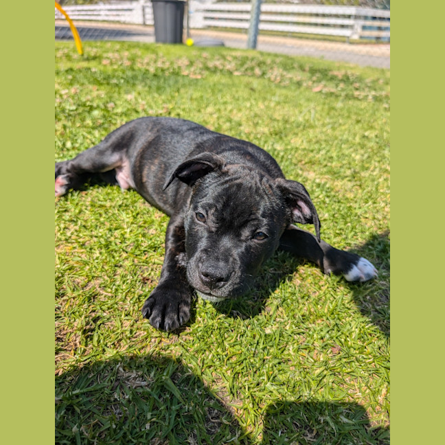 Photo of Louie