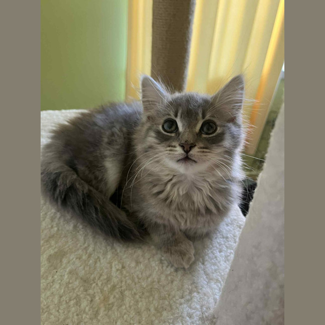 Photo of Cleo (Cleopatra)   In Foster Care In Doncaster 