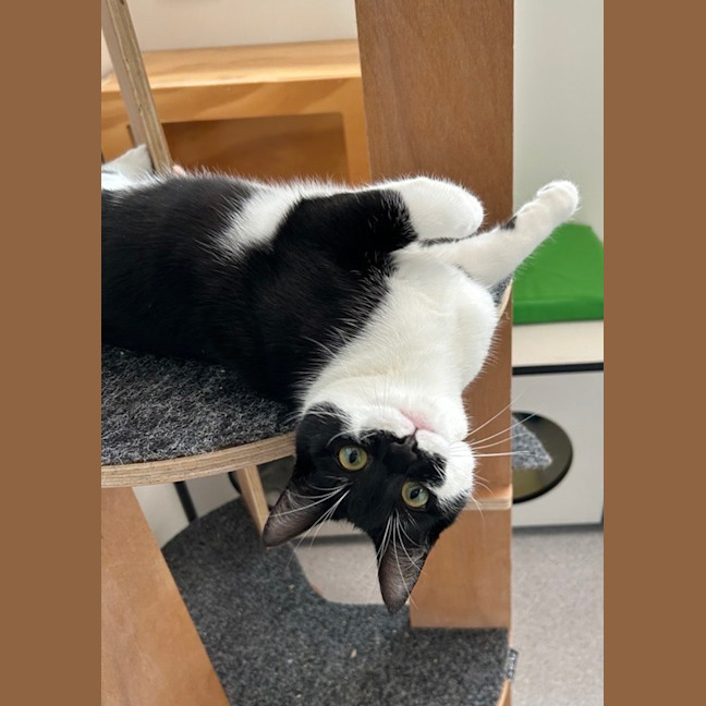Photo of Hunter (Bonded To Einstein)