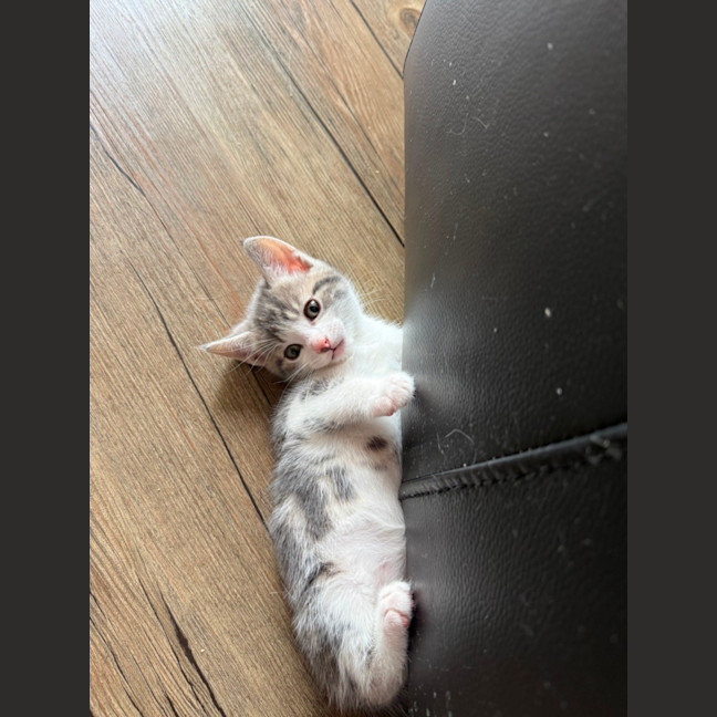 Photo of Bazil Meet Me At Petstock Keysborough