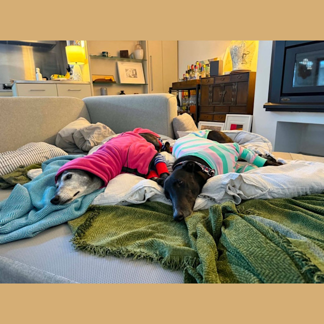 Photo of Fonzie, The Greyhound 