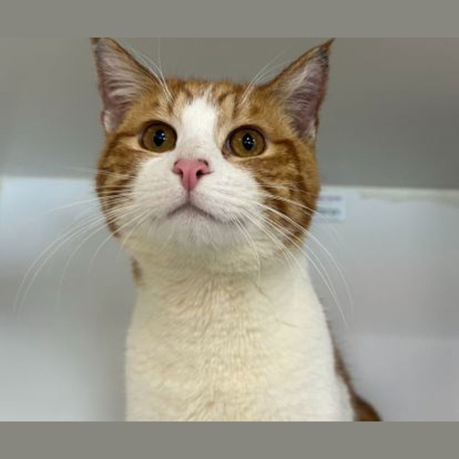 Photo of Marmalade
