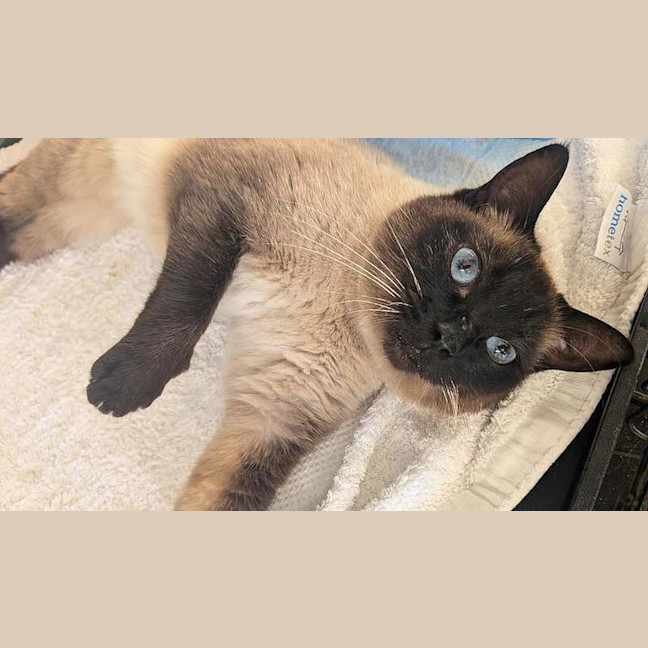 Photo of Kitcat