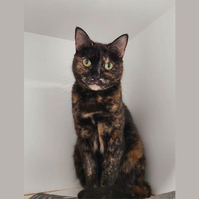 Photo of Willow