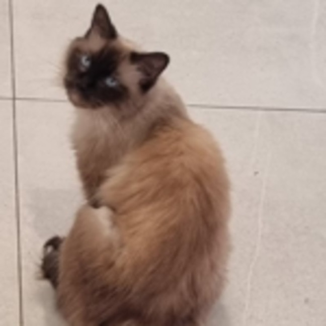 Photo of Opal