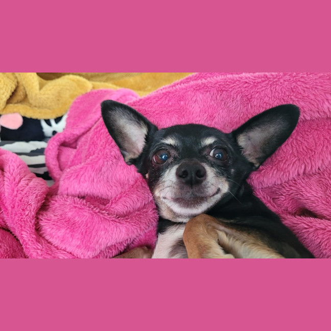 Photo of Rocky And Hugo