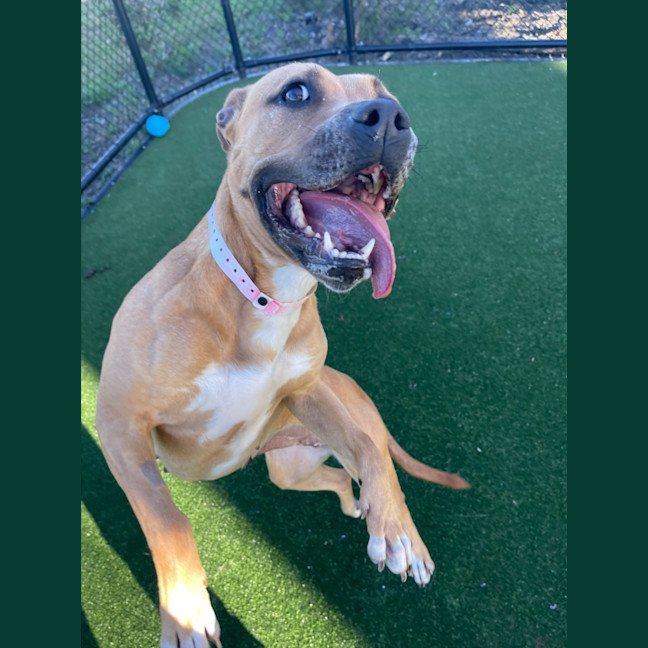 Photo of Honey Imp 1269