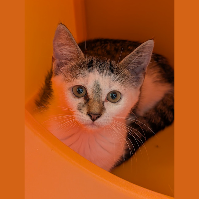 Photo of Birdie