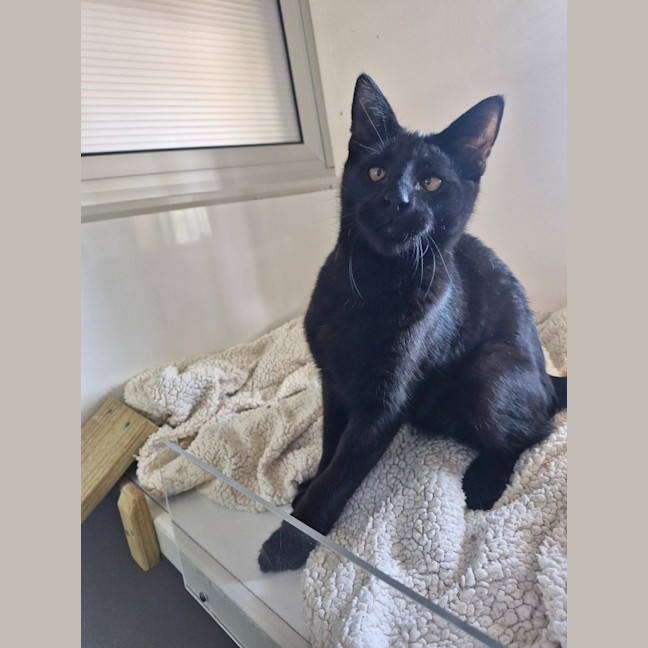 Photo of Smiley  Mowbray