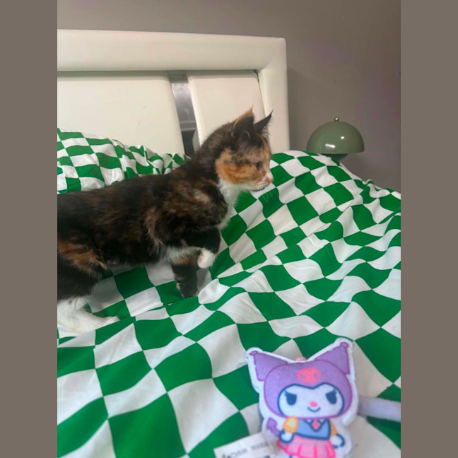 Photo of Mabel