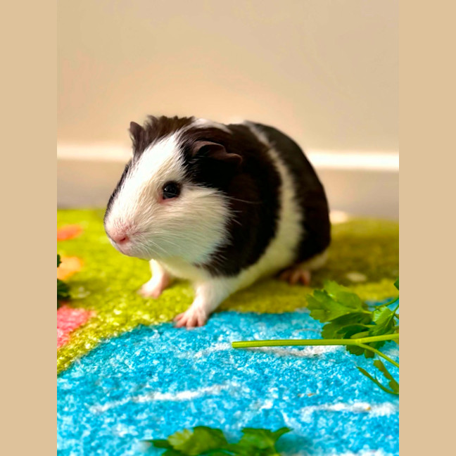Photo of Zeno