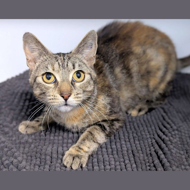 Photo of Nala